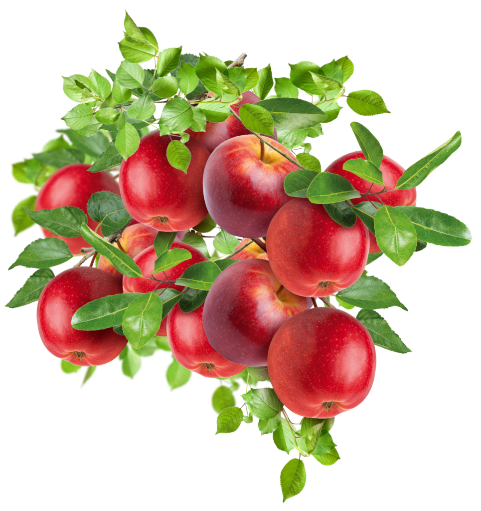 apples-on-branches