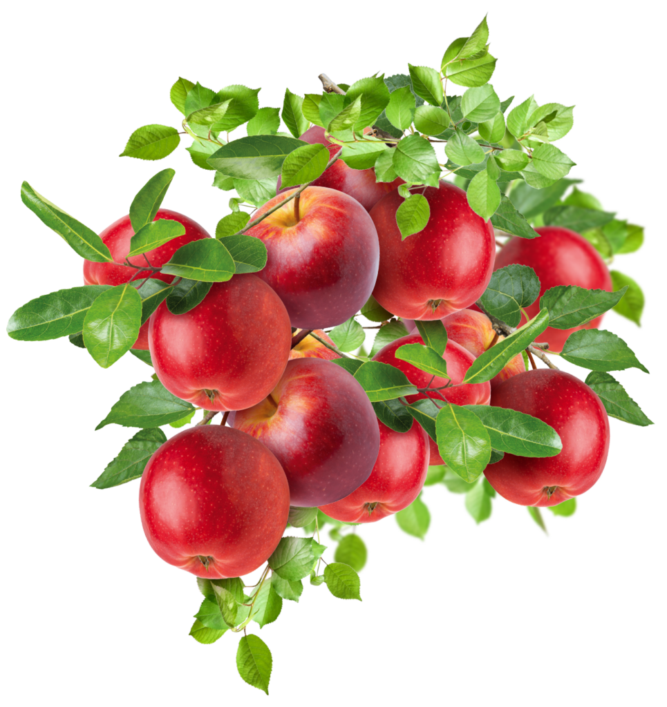 apples-on-branches
