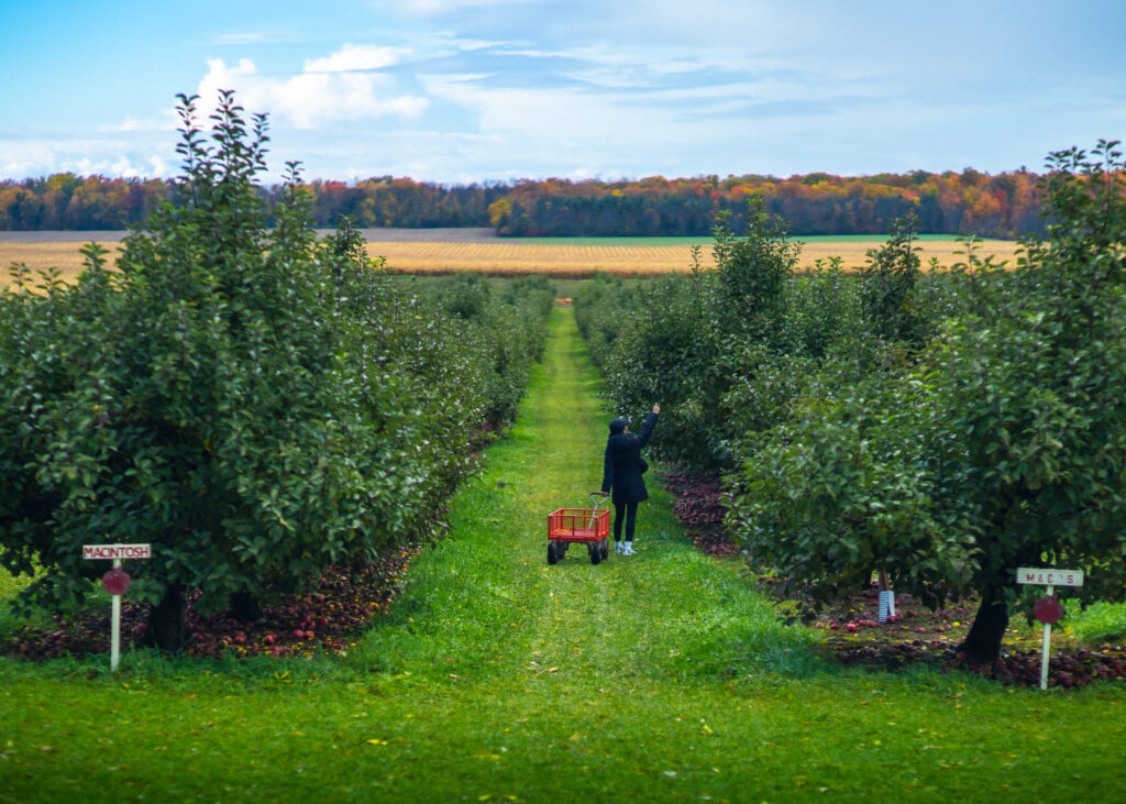 Prince-Edward-County-Orchard