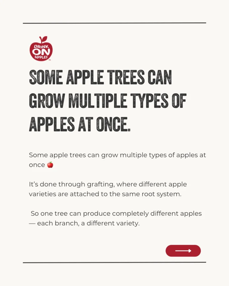 Instagram post from drinkontarioapples. This post is in position 2.