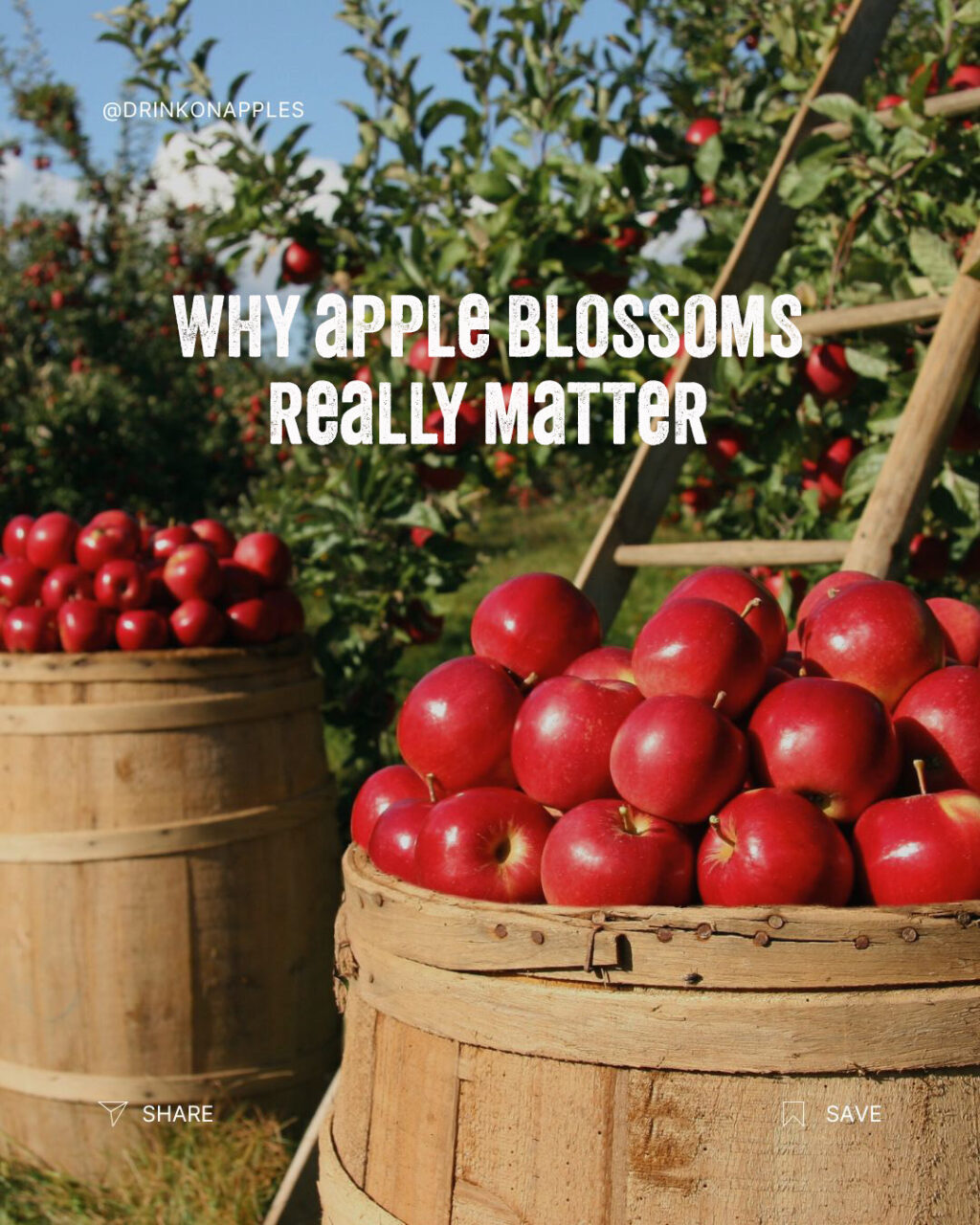 Instagram post from drinkontarioapples. This post is in position 4.