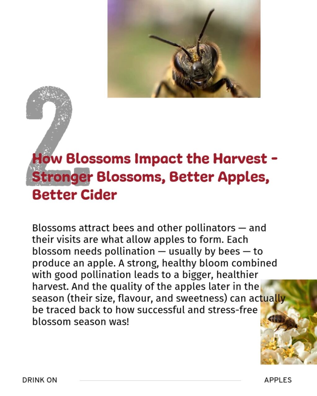 Instagram post from drinkontarioapples. This post is in position 3.