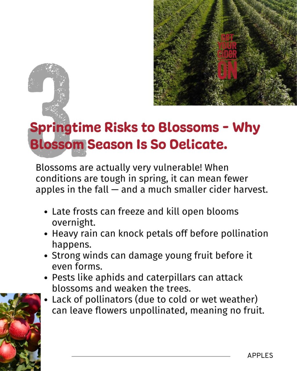 Instagram post from drinkontarioapples. This post is in position 4.