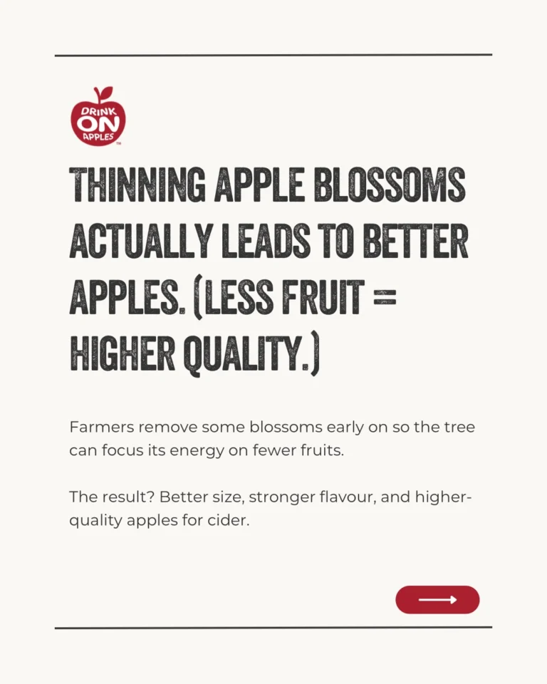 Instagram post from drinkontarioapples. This post is in position 6.